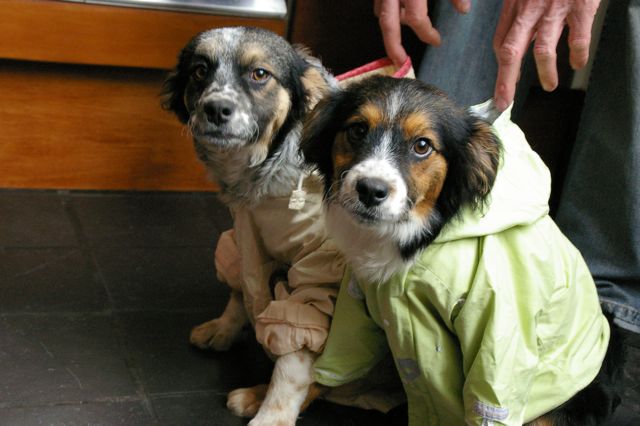 Schattig h&eacute; (ook bij het opvanggezin)