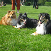 Falco, Prinske (+) en Kelly